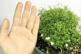 超微月季养护技巧
