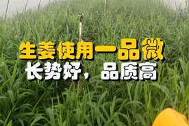 生姜使用“一品微”，促根、抗重茬，防姜瘟视频封面