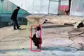 小女孩被鸡蹬哭，太爷爷扔铁锹护娃，爷爷查监控把“肇事鸡”炖了视频封面