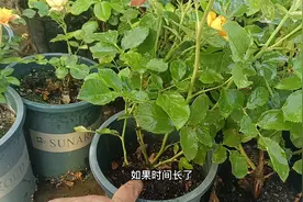 下雨天月季也可能会旱死？别不把它当回事，要留意盆土情况视频封面