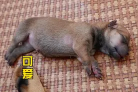刚出生的小奶狗，一个比一个憨萌可爱，太治愈了