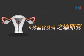 输卵管堵塞，堵的是哪？结成受精卵的位置，到底长啥样？
