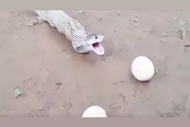 眼镜王蛇突发异状，蛇蛋从肚子里吐出来，这一幕惊呆了众人