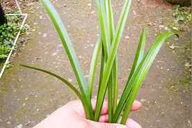 实验证明：导致兰花叶片上出现黑斑，往往就是这3个原因视频封面