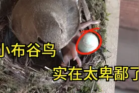 布谷鸟在火燕窝中偷偷下蛋，孵化后小鸟又杀死弟弟妹妹，太卑鄙了视频封面