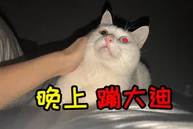 10斤重的猫咪压在主人身上，铲屎官：这种绝望养猫的人都懂视频封面