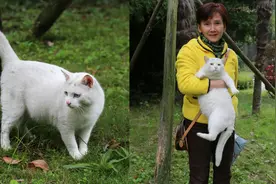 鸳鸯眼流浪白猫太肥壮，冒充孕猫骗吃骗喝，胖白总有一颗宽广的心