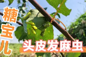 秋季的果树上“毛辣子”虫特别多，我们叫它糖宝，蜇人没商量的疼