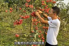 东北的鸡心果你吃过吗？梁小来果园实拍，树上现摘直接吃真过瘾