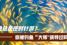 你被钓鱼大师误导过吗？鱼类总是逆时针游动，真的可信吗视频封面