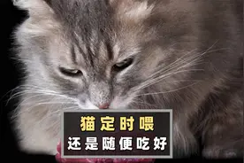 猫定时喂还是随便吃好？这条视频告诉你答案