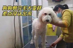 狗肉车上救下的巨贵，毛发打结严重像穿了盔甲，剪完毛瞬间洋气了视频封面