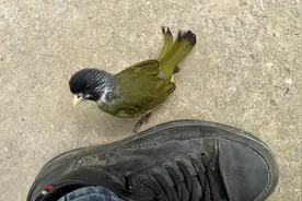 窗户上飞来只鸟，扯我鞋带求收留！视频封面