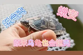 您知道原来乌龟也要蜕壳的吗