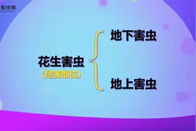 【干货收藏】花生害虫的防治办法和用药方案视频封面