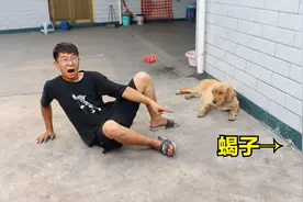 金毛说有东西入侵家里，小伙一看吓坏了，是大蝎子背着几只小蝎子视频封面