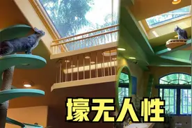 男子养了24只猫，还为它们建造了100多平的房子，简直太壕了呀！视频封面