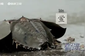 海洋活化石“鲎”，细菌内毒素最好的检测剂视频封面