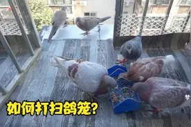 网友说我养的鸽子很干净，怎么给鸽笼打扫卫生呢？小妙招分享下