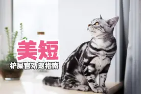 美短为什么是堪称完美，他跟英短又有什么区别呢？