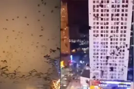 乌鸦进城！青海一闹市区成群乌鸦遮天蔽日，拍摄者：每年冬天都有