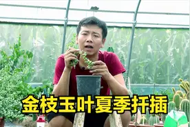 夏季修剪金枝玉叶，枝条稍加处理来扦插，成活率100%视频封面