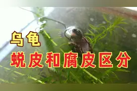 莫把草龟脱皮当腐皮，乌龟蜕皮和腐皮有区别，可凭四点来简单区分
