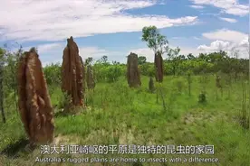 【纪录片】昆虫建筑师-教堂白蚁