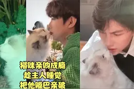 鲤鱼王：全网最爱亲吻主人的猫咪，嘴巴能被它亲破皮视频封面