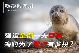 一天交尾30次，强迫企鹅一夫百妻，海豹为了繁衍有多拼？