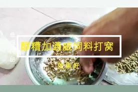 秋季水库，醪糟加通威饲料打窝，后期来的都是大家伙，水下观察视频封面