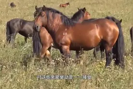 公马对母马一见钟情，经主人介绍一次成功，网友：单身狗受不了啊视频封面