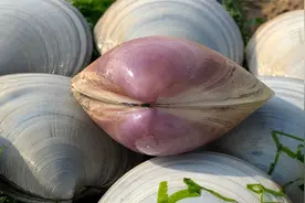 大海退潮后，小丁在山东赶海找到红色的贝还有长腿八爪鱼视频封面
