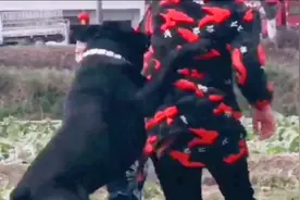 意大利皇家护卫犬，当小主人受到威胁，马上火速出击视频封面