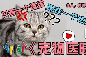 小猫咪只有一个蛋，主人不知道，却被医生割掉