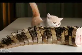 小猫咪能吃下鳄鱼尾巴吗？视频封面