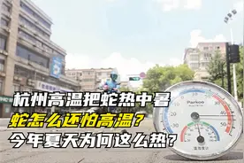 杭州高温把蛇热中暑，蛇怎么还怕高温？今年夏天为何这么热？