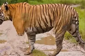 老虎VS鳄鱼，动物世界猛兽之间的精彩对决，看最后谁胜谁负视频封面
