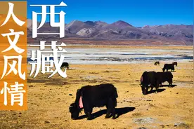 西藏人文风情视频封面