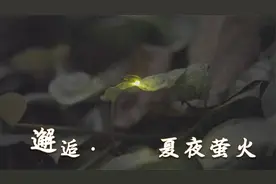 邂逅广州夏夜萤火，华南植物园藏着夜色精灵视频封面