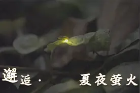邂逅广州夏夜萤火，华南植物园藏着夜色精灵视频封面