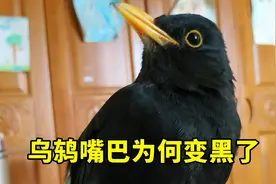 乌鸫嘴巴为何变黑了，百舌鸟嘴半黑半黄的原因，换羽期几月份换毛
