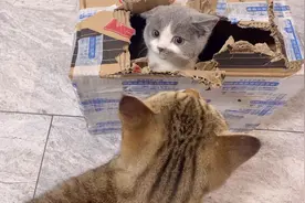 猫咪相亲现场太尴尬，主人在一旁打圆场，网友：肉眼可见的紧张视频封面