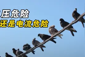 触电死亡究竟是因为电流，还是因为电压呢？看完长知识了视频封面