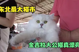 逛东北最大猫市，被一只金吉拉大公猫吸引，主人要6000元价格贵吗视频封面