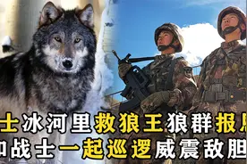 战士冰河里救狼王，狼群报恩，陪战士一起巡逻威震敌胆视频封面