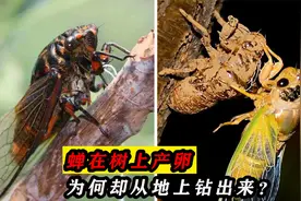 蝉在树上产卵却从地下爬树，这是为何？蝉价格为何会突然暴涨？