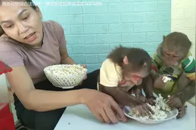 猴子还能吃这东西，女孩给猴子炸吃的，猴子塞满腮帮子视频封面