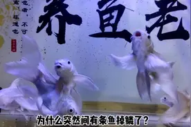 为什么观赏鱼会掉鳞，胸鳍撕裂或者弯曲的观赏鱼，有必要治疗吗？视频封面