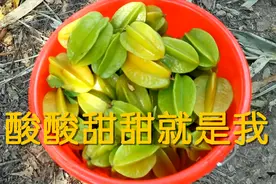 农村杨桃果吃不完怎么办，一家人摘了两桶，腌制好储备更好吃视频封面